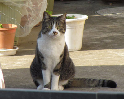 �܂����̉Ƃ̌��֐�ł��낮