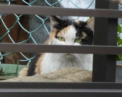 ���Ԃ���Ď�����O�ѕꂳ��