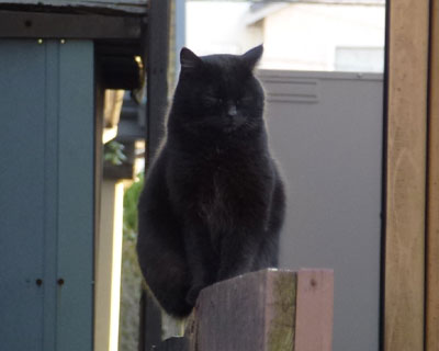 ���̉Ƃ̌��ƒ��ǂ��̍��˂�