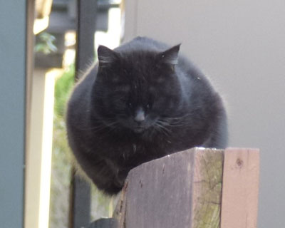 ���̉Ƃ̂˂��Ȃ̂��ǂ����s��