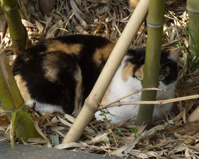 �a������Ă��t�[�炵��