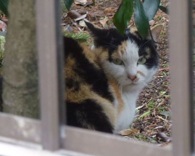 ������Ƃ��̌��Ȃ�Ƃ����Ă�