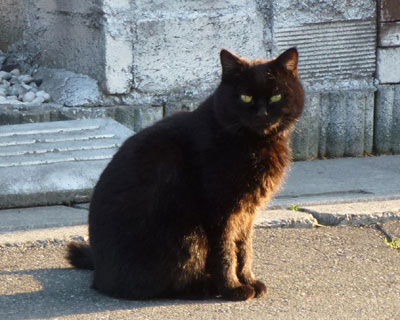 �ł��������̂ւ�ɂ���