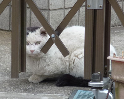 �����ɔ�ꂽ�����̂˂�