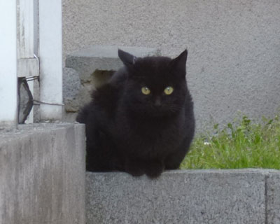 ���˂������͏�����