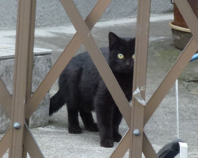 ���˂����������������ɂ���