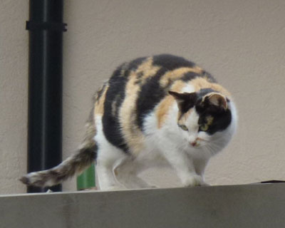 �O�ѕꂳ�������