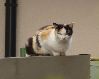 �����Ă����ɂ�܂��