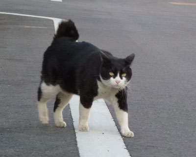 ���̑O�������Ă��ꂽ�q�����X�Ɖ��؂�