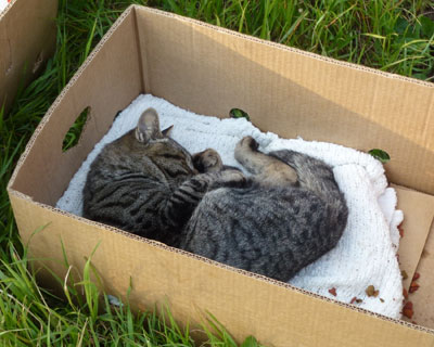 �悭�����琶���Ă�