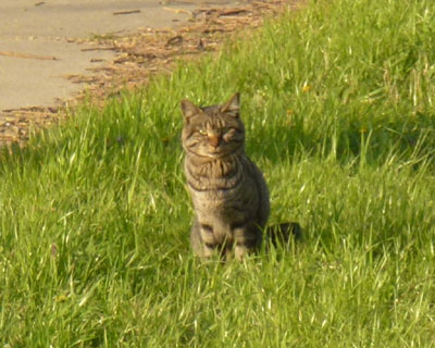 �����͌��C�ɓ����Ă�