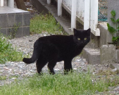 �����J�����ڐ�