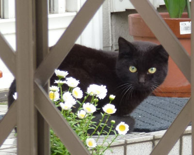 ���Ԃ����������