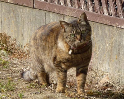 �����L�͕\��_�炩���H