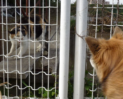 �������{��ꂽ