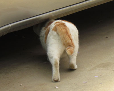 ������ꂽ