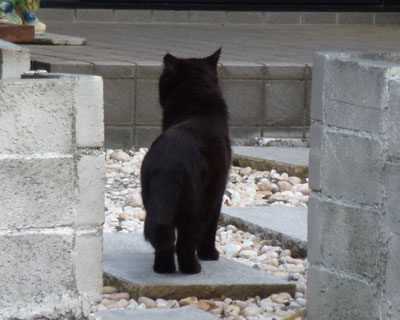 ���̉Ƃ̂��������T���Ă�l�q