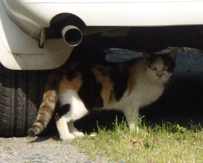 ���݂ɗ����猢�𔭌�