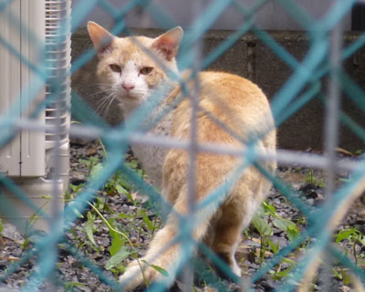 ������Ɗ炪�����q