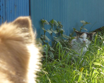 �܂��I�}�G��