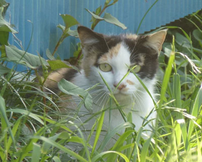 �Ƃ��Ƃ񌙂�ꂽ