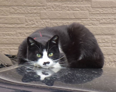 �t���@����