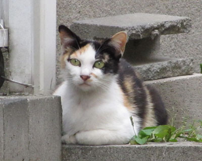 �[�Ɋ��ƌ����C�Â��Ȃ�