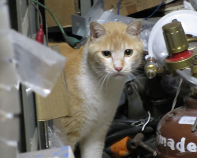 �����̑q�ɂ��猢�𓥂�Â��Ĕ�яo�Ă������˂�