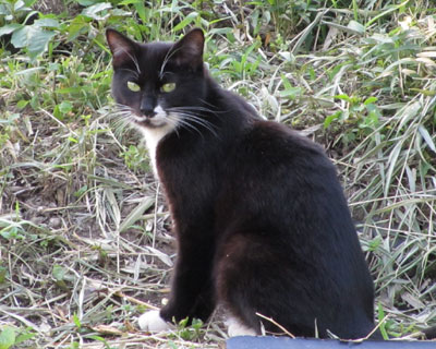 �Ȃ�ƂȂ��˂����ꂵ�Ă�