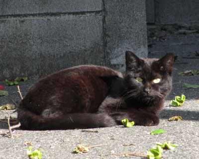 �܂Ԃ����Ɗ炪���킭�Ȃ鍕�˂������