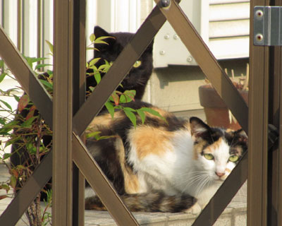 ������l�̎q�͂��܂藈�Ȃ�