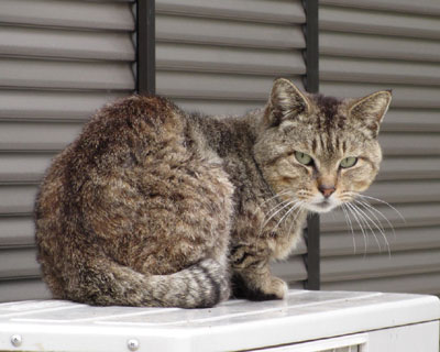 �Ƃɂ������O�@���D��