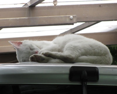 �Ԃ̉������D��