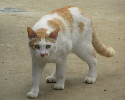 �̂��̂�����Ă���