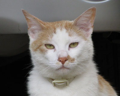 �G���Ă��{��Ȃ���������