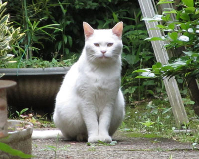 ���̉Ƃɂ͂܂��˂���