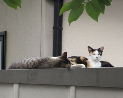 ���A�̍����Ƃ���͗�������