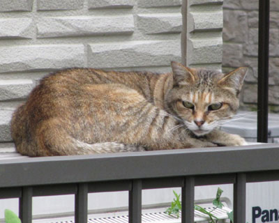 �L�c�l��̂˂�