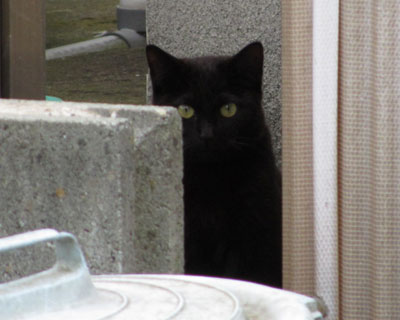 ���Ȃ����Ǝv���ƌ��Ԃł���܂�