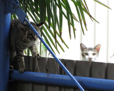 �]�V�C�ɂ̂����Ă�q