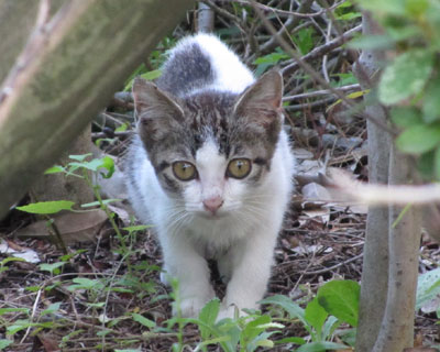 ������Ƒ����ĉ���Ă�