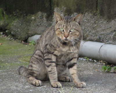 �ŋߌ��������܂��܂����