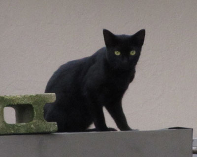 ���˂�����񂩂Ȃ��H