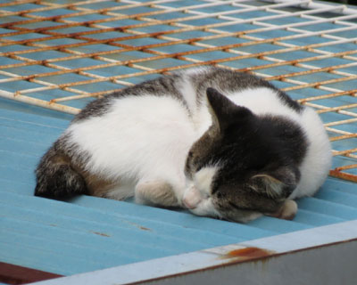 ���̕��u�ł˂����Q�Ă�