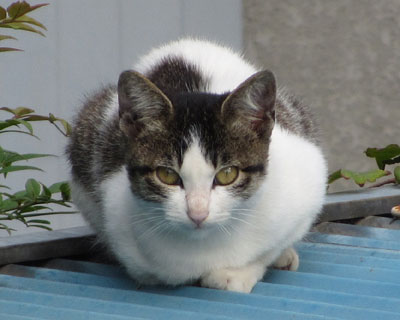 ���̑O�̎q�˂�������