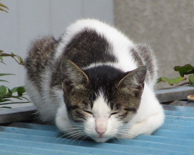 �O��茳�C����