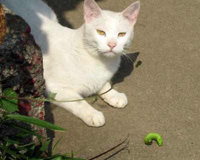 ����͎��̂Ȃ̂�