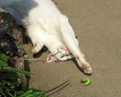 �ז����Ȃ��ł�