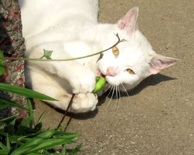 ������ƌ��������ē�����