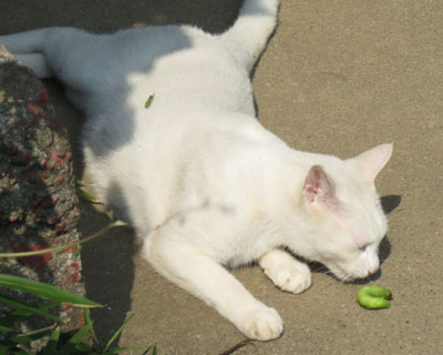 ���ɂ̂��Ă�̂̓o�b�^�ł́H